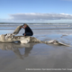 Image: Hennie Otto/Marine Dynamics/Dyer Island Conservation Trust
